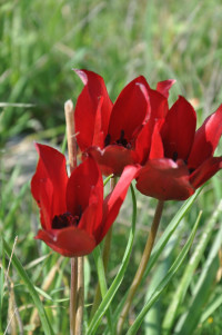 18. Avtepe Medoş Lalesi Festivali 5 Nisan'da gerçekleştirildi 